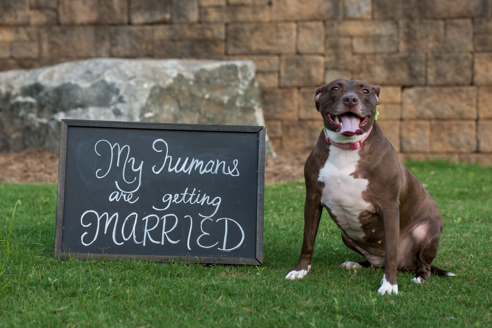 Charlotte, Wedding, Engagement, Party of Two Photography, Dog, Sign, Greenway, Little Sugar Creek Greenway, Couple