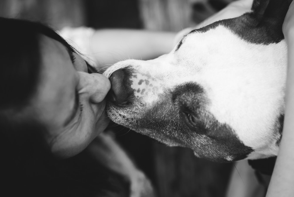 Black and White Fraizer Park Dog Adoption Session with Charlotte Photographer