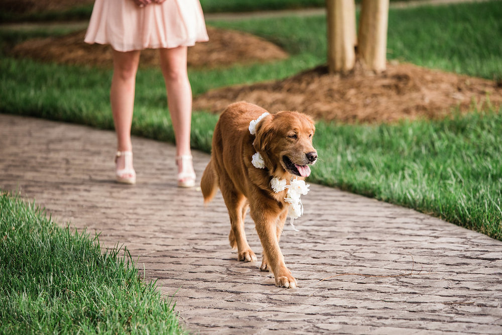 Dog in St. Patrick Episcopal Church Elopement Ceremony in Mooresville, NC from Charlotte Wedding Photographer