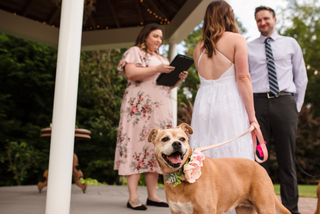 Best dog photo of wedding ceremony
