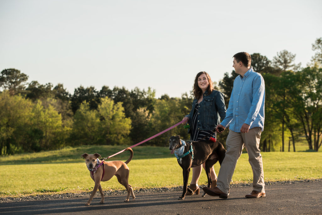 Couple walking dogs for engagement photos