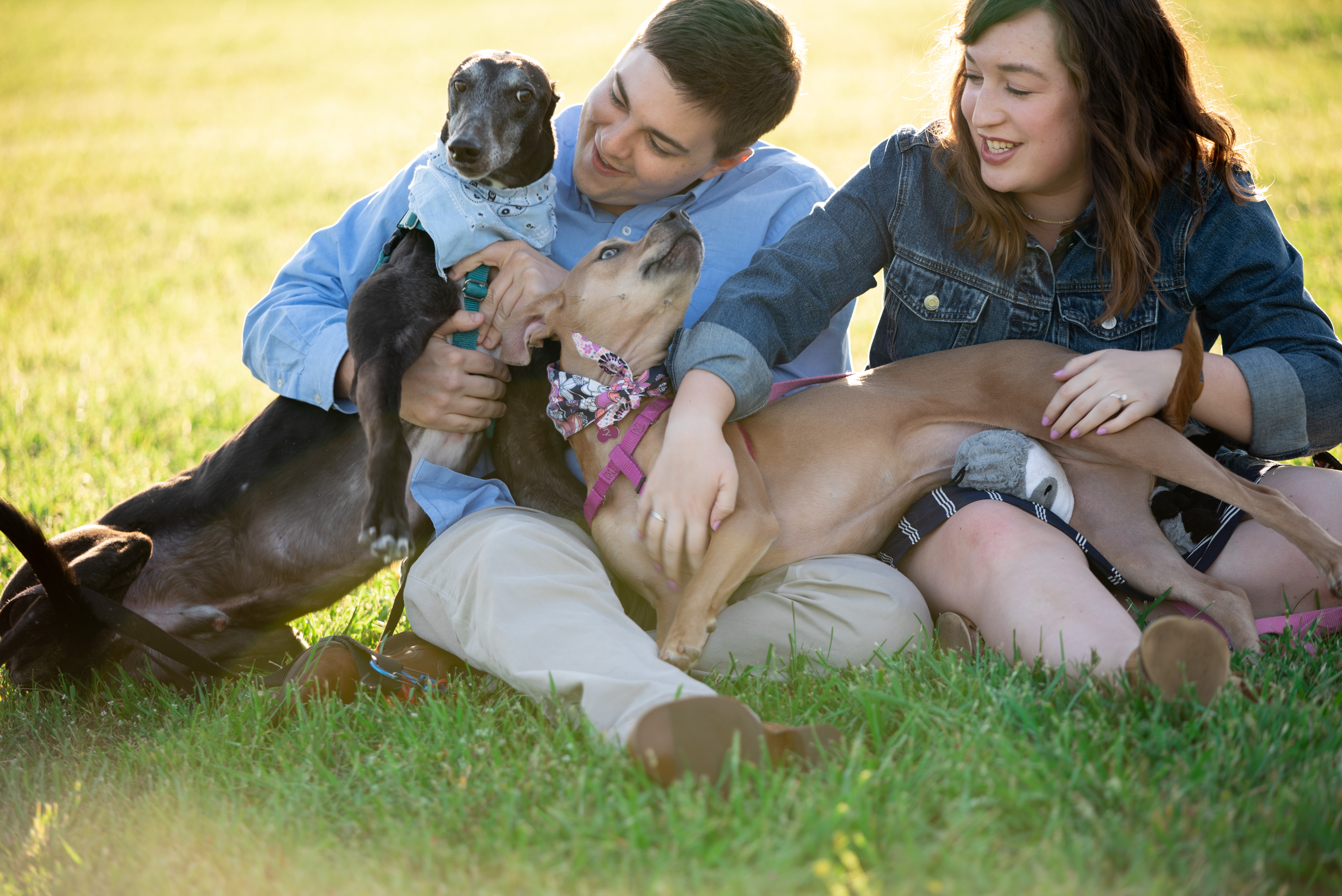 Funny picture of dogs at engagement session
