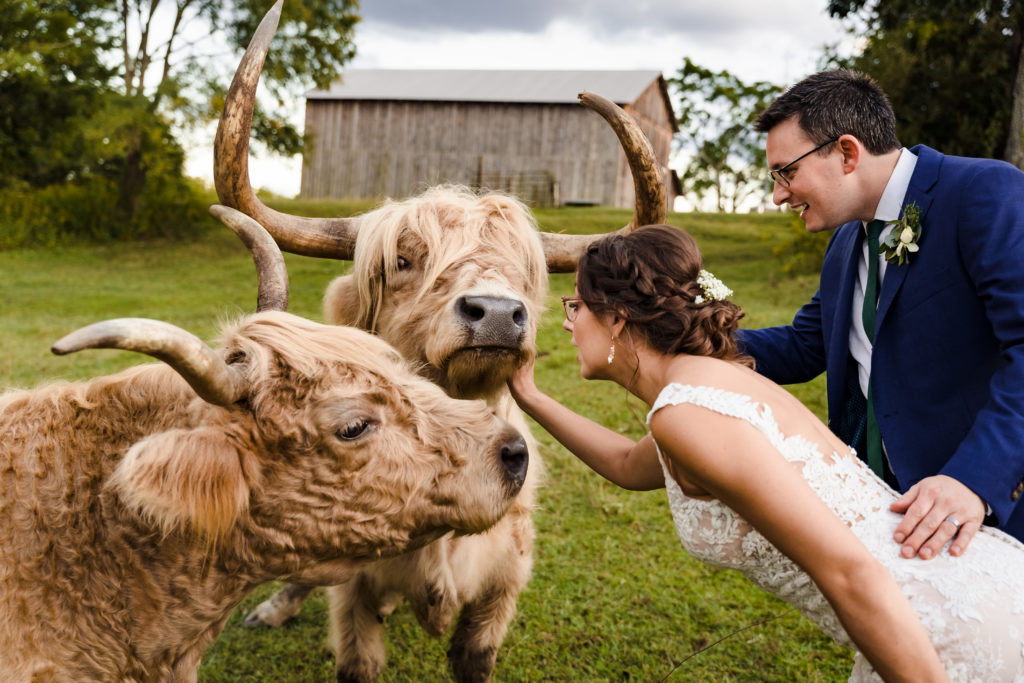 Farm wedding portrait at Rural Hill in North Carolina with a Highland Cow.