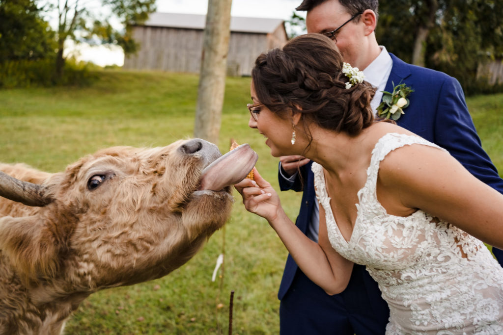 Funny farm wedding portrait at Rural Hill in North Carolina with a Highland Cow.