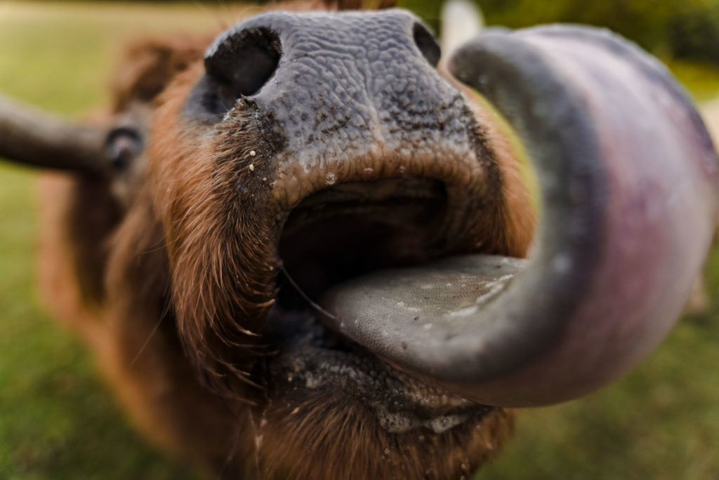 Highland Cow licking the camera