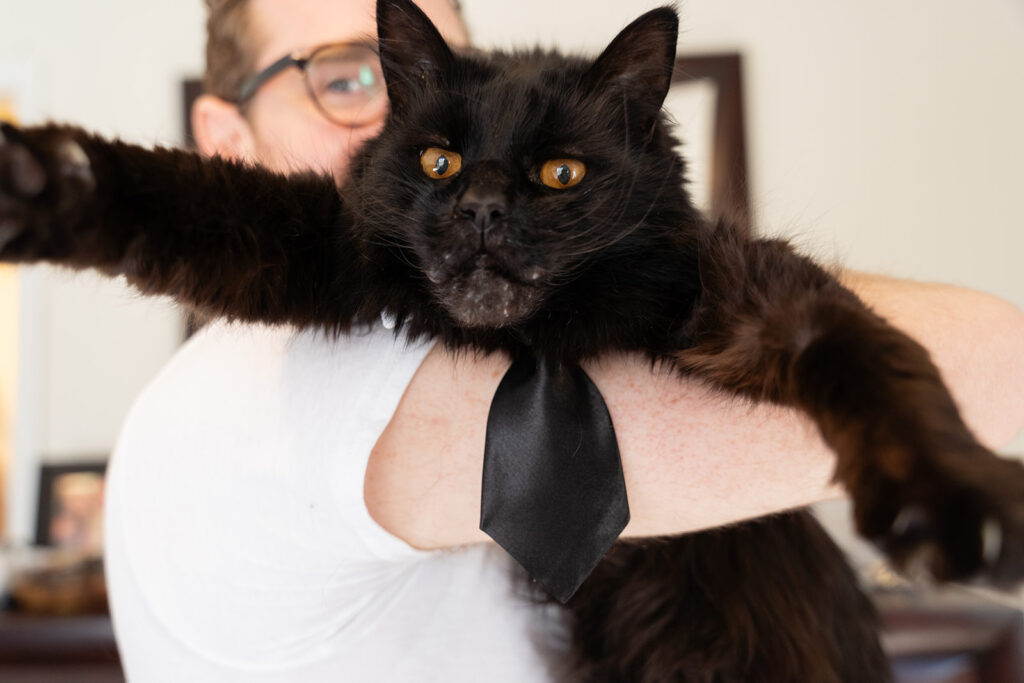 Cats dressed up for wedding