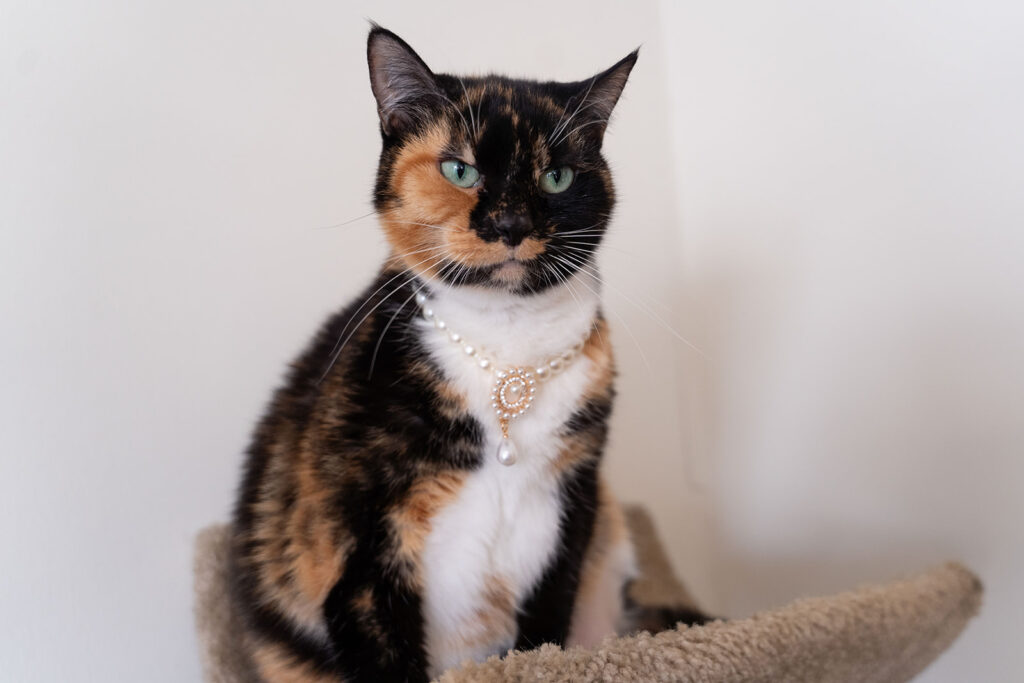 Cat with jewelry