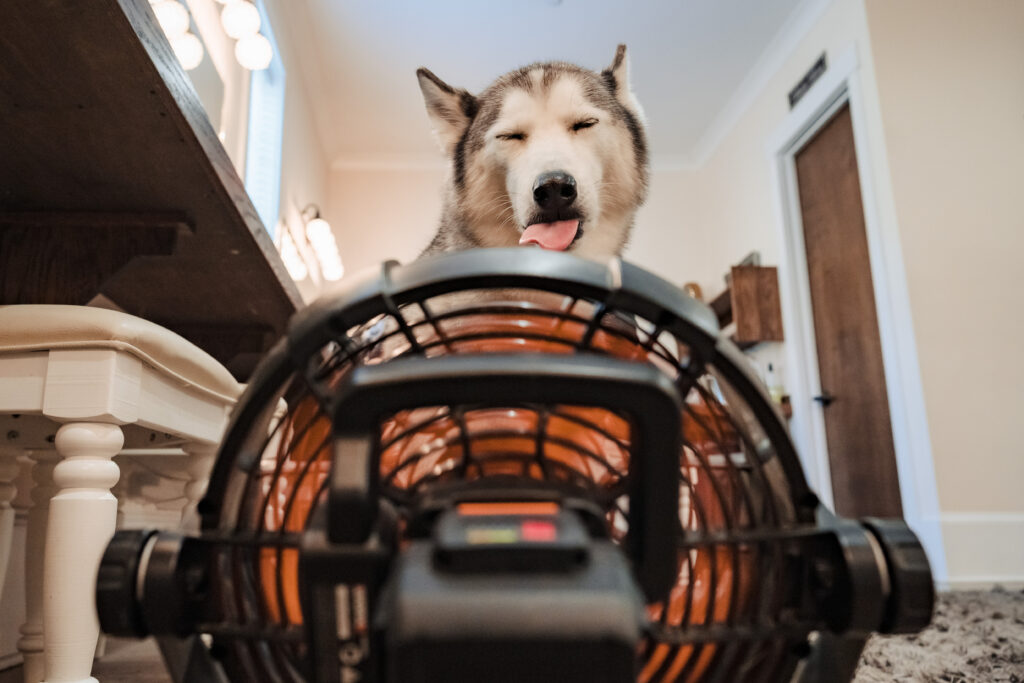 dog with fan at dog-friendly charlotte wedding venue